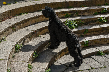 Portrait of a black Schnauzer or Standard Schnauzer, a robust, squarely built, medium-sized dog with aristocratic bearing, standing on a stone staircase