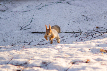 squirrels in the park