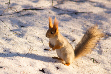 squirrels in the park