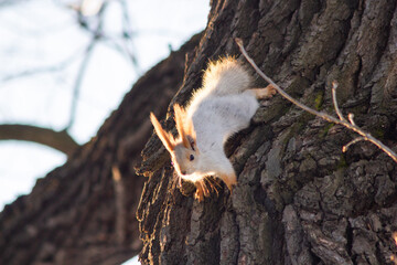 squirrels in the park