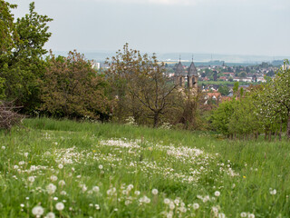Meadow with daisies, mayflowers and dandelions and a city in the background. Rural scene during springtime in Ockstadt, Hessen, Germany. - obrazy, fototapety, plakaty