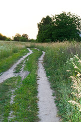 Naklejka premium Path in the forest among tall grass