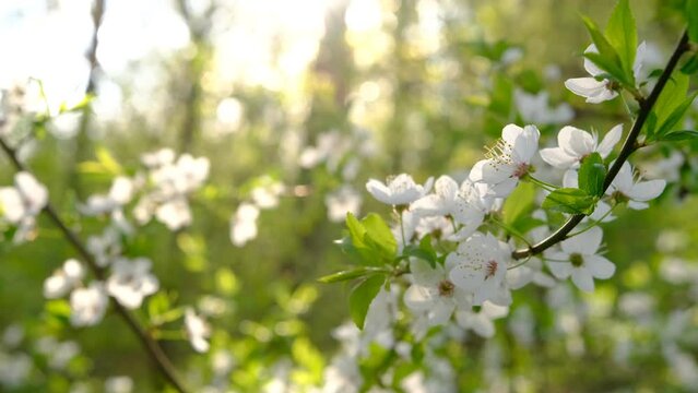 Close up of beautiful white flowers of fruit tree 