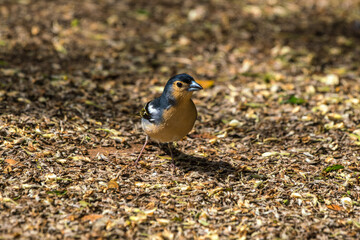 Birdlife La Gomera