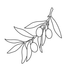 Olive branch with berries, monochrome botanical illustration , vector