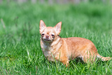 Red chihuahua dog siting on green grass. Selective focus...