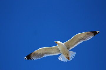 seagull in the sky