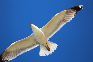 Obraz premium seagull in flight