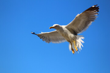 Obraz premium seagull in the sky