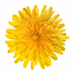 Dandelion flower on a white background close up