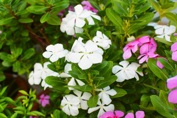 Obraz na płótnie Canvas Beautiful pink and white Vinca flowers (Madagascar periwinkle)