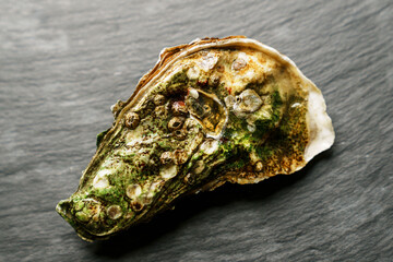 Closed sea oyster on a dark background
