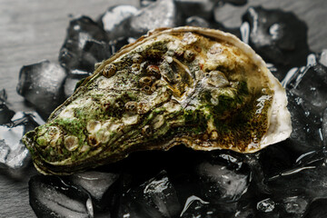Close-up of a closed sea oyster lying on ice on a dark background