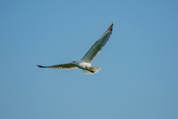 Yellow-legged Gull (Larus michahellis) soaring in a blue sky