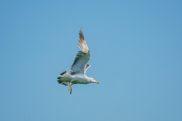 Yellow-legged Gull (Larus michahellis) soaring in a blue sky