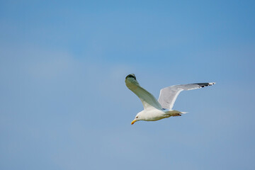 Yellow-legged Gull (Larus michahellis) soaring in a blue sky