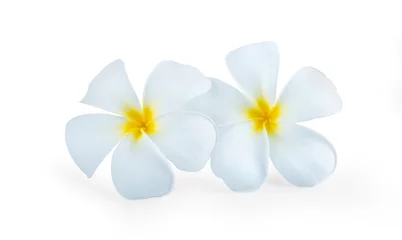 Keuken spatwand met foto beautiful white plumeria rubra flowers isolated on White background. © RATMANANT