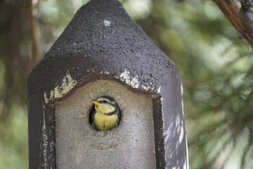 Young flying Eurasian blue tit leaves the nest. (Cyanistes caeruleus) Paridae family.Hanover, Gemany.