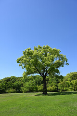 Fototapeta na wymiar 青空に緑の芝生広場と大樹