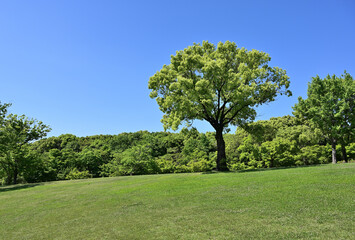 Fototapeta na wymiar 青空に緑の芝生広場と大樹
