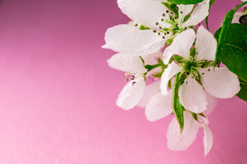 macrophotography of white flowers with leaves on a pink background