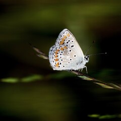 Fototapeta na wymiar Splendid butterfly named Azure or silver studded blue butterfly.