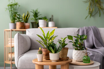 Stylish composition of home garden interior filled a lot of beautiful plants, cacti, succulents, air plant in different design pots. Green wall. Beige sofa with plaid and coffee table. Template. 