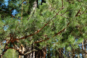 Coniferous pine branches close-up on the blue sky on a clear day.