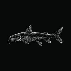 Hardhead Catfish hand drawing vector illustration isolated on black background