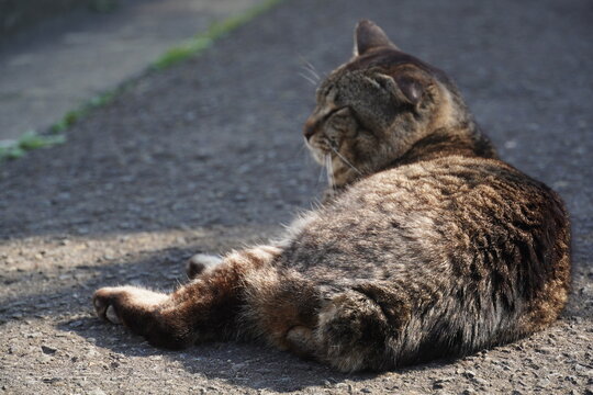 《宮城県》横座りで眠っている猫