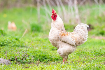 Beautiful Rooster standing on the grass in blurred nature green background.rooster going to crow..
