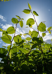 Looking up at  Japanese Knotweed plant growing out of control, this species is known as one of the world's worst invasive plant species