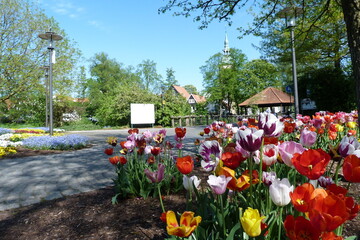 Tulpen Flora Westfalica Emsaue an der Ems in Rheda-Wiedenbrück