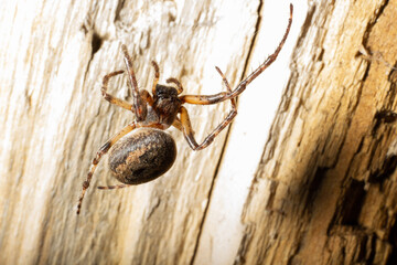 scary spider in the forest