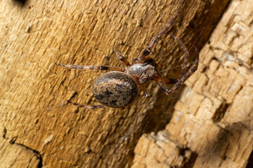 scary spider in the forest