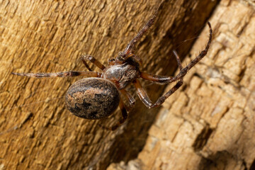 scary spider in the forest