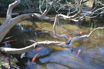 Carps in the water and tree above it