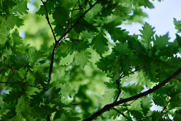Fototapeta na wymiar Beautiful fresh spring green leaves of the oak tree on the branches against the blue sky