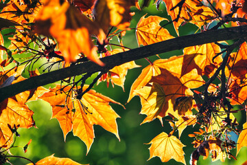 Orange, dried leaves on a tree in fall, defocused background