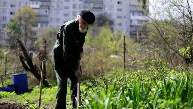 Old man with rake. Pensioner in garden. Man takes care of plants. Life in countryside.