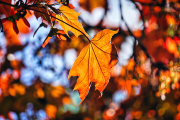Orange, dried leaf on a tree in fall