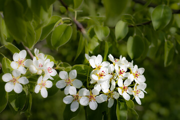 blooming apple tree with white flowers on the branches