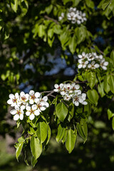 blooming apple tree with white flowers on the branches