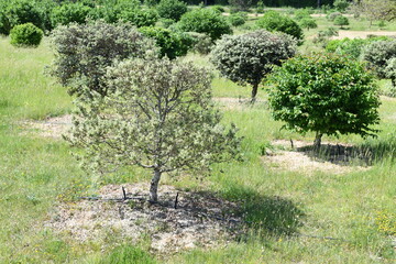 Truffle orchard with oaks and hazelnut trees, several species can now be cultivated. Host tree seedlings are inoculated with truffle spores and production and harvest begins five to seven years later.