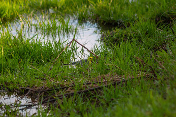 Fototapeta na wymiar yellow wagtail in the grass