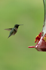 hummingbird in flight