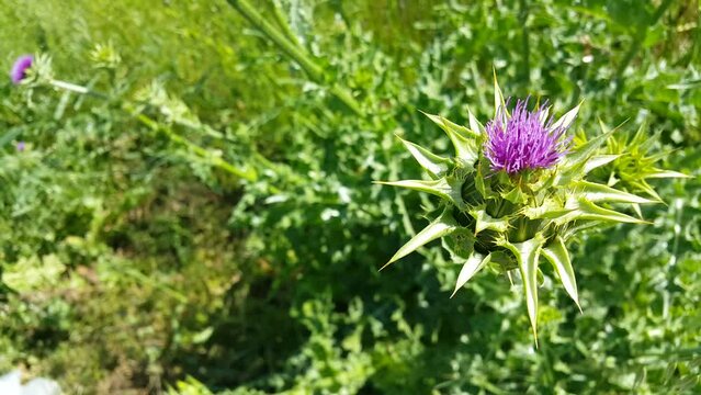 Video image of the thistle plant, a source of healing that has just opened in spring