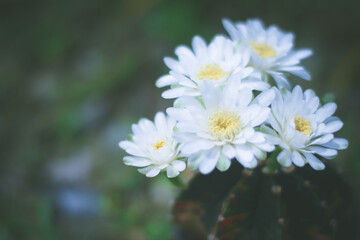 Obraz premium cactus in pot with flower. home plant decoration concept.