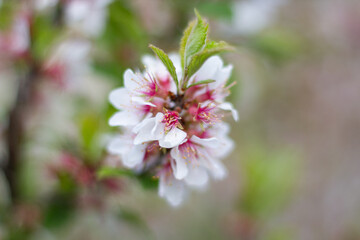 spring flowers