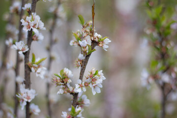 spring flowers
